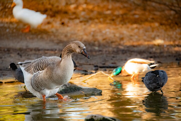 Swan Goose at Lindo Lake Park Lakeside California 