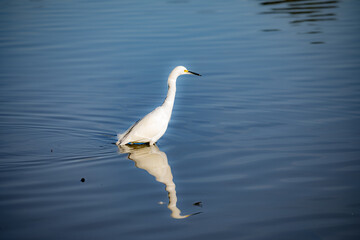 Heron at Lindo Lake park Lakeside California