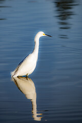 Heron at Lindo Lake park Lakeside California