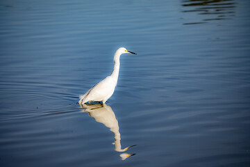 Naklejka premium Heron at Lindo Lake park Lakeside California