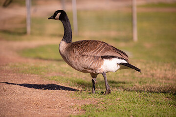 Canadian goose at Lindo Lake Park Lakeside California 