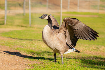 Canadian goose at Lindo Lake Park Lakeside California 