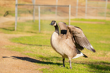 Canadian goose at Lindo Lake Park Lakeside California 