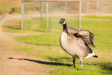 Canadian goose at Lindo Lake Park Lakeside California 