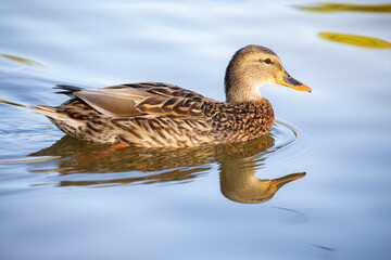 Female Mallard duck at Lindo Lake Park Lakeside California 