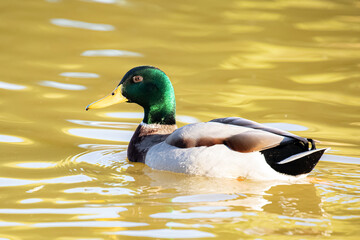 male Mallard duck at Lindo Lake Park Lakeside California 