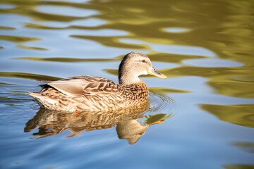 Female Mallard duck at Lindo Lake Park Lakeside California 