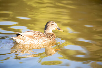 Female Mallard duck at Lindo Lake Park Lakeside California 