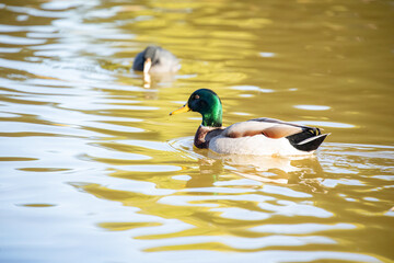 Mallard duck at Lindo Lake Park lakeside California
