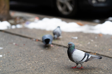 A pigeon is standing on a sidewalk next to a car. The scene is quiet and peaceful, with the bird seemingly enjoying its time on the pavement