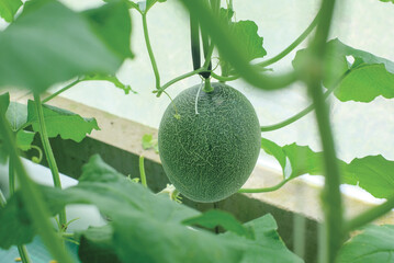 Cantaloup melon growing in greenhouse farm. melon greenhouse modern hydroponic farming.