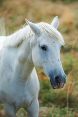 White horse in a green pasture