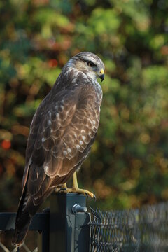 buse variable &agrave; l'aff&ucirc;t