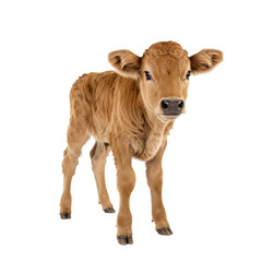 baby cow isolated on transparent background, PNG, cutout