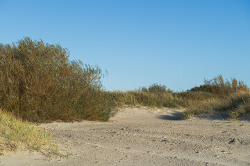 Dünenlandschat am Strand von Norddeich