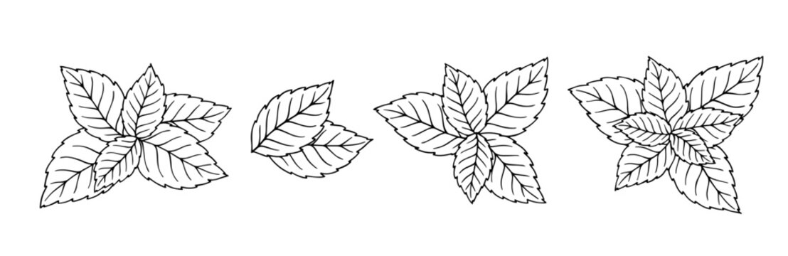 Botanical linear sketch of mint leaves.Vector graphics.