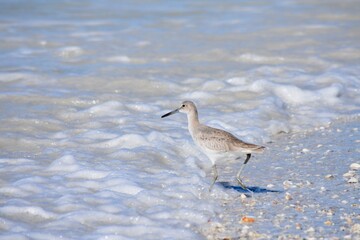 willet bird fishing on the beach waves