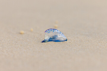 Bluebottle jellyfish (Portuguese man o' war, man-of-war) seen sitting on a beach along eastern Australia