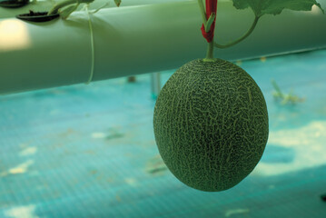 Cantaloup melon growing in greenhouse farm. melon greenhouse modern hydroponic farming.