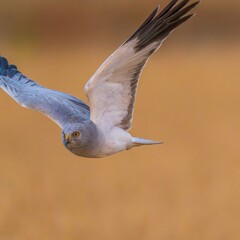 冬枯れの麦畑をバックに悠然と飛ぶハイイロチュウヒ オス