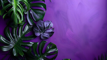 Lush green monstera leaves elegantly arranged on a vibrant purple background, perfect for design
