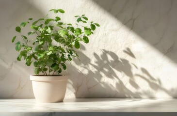 Potted plant with sunlight casting shadows on a marble surface.