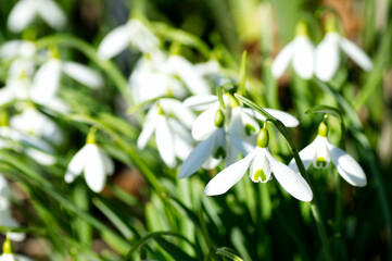 Obraz premium Snowdrops at Kew Gardens, England