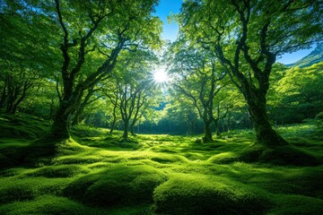Sunlit Mossy Forest Enchantment: A Serene Tapestry of Nature