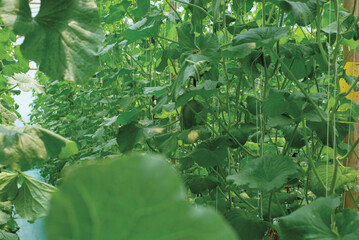 Cantaloup melon growing in greenhouse farm. melon greenhouse modern hydroponic farming.