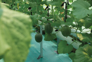 Cantaloup melon growing in greenhouse farm. melon greenhouse modern hydroponic farming.