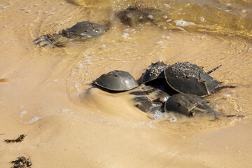 Horseshoe Crab Mating at High Tide on Sandy Beach Along the Gulf of Mexico