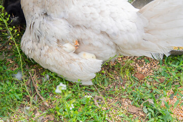From under the mother hen's wing, two tiny yellow beaks of small newborn chicks can be seen seeking warmth and protection as they rest on the grass in the open coop, © Ekaterina