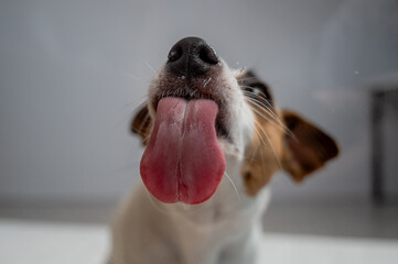 Jack Russell Terrier dog licking transparent glass on white background. 