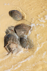 Horseshoe Crab Mating at High Tide on Sandy Beach Along the Gulf of Mexico