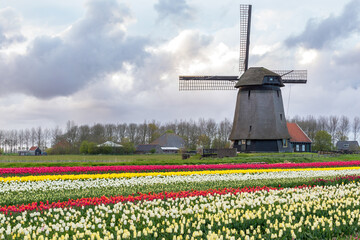 Colorful tulip fields with a traditional Dutch windmill.