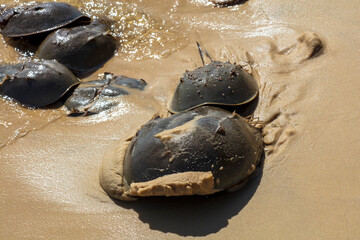 Horseshoe Crab Mating at High Tide on Sandy Beach Along the Gulf of Mexico