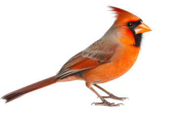 Vibrant Cardinal Bird:  Feathers, Profile,  Transparent Background, Wildlife Photography