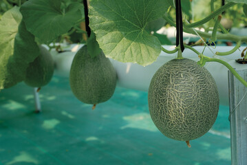 Cantaloup melon growing in greenhouse farm. melon greenhouse modern hydroponic farming.