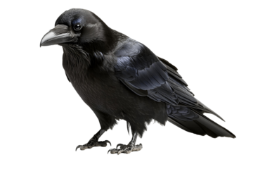 Raven Stands majestically, Feathers Detailed, Transparent Background