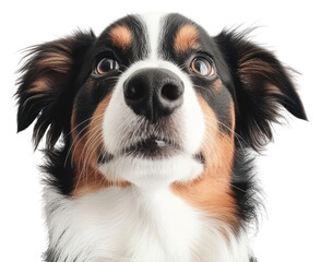 PNG Australian Shepherd dog animal white.