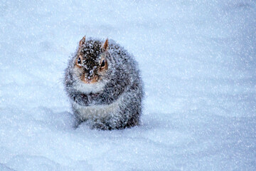 A squirrel is standing in a heavy snow shower and feeling cold and shaking	