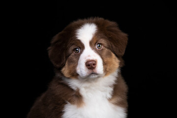 aussie puppy, 3 months old, neutral background
