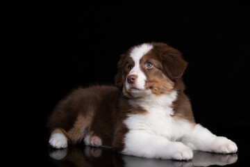 aussie puppy, 3 months old, neutral background
