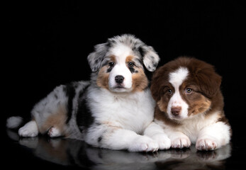 aussie puppy, 3 months old, neutral background

