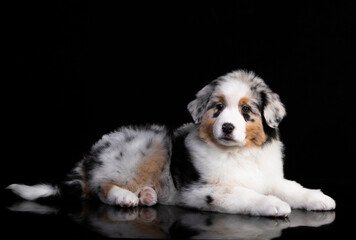 aussie puppy, 3 months old, neutral background
