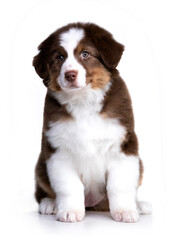 aussie puppy, 3 months old, neutral background
