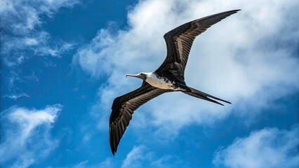 Aerial View of Frigate Bird Fregata Minor Gliding Gracefully Against a Clear Blue Sky - Stunning Wildlife Photography