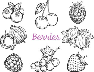 Berry hand drawn vector set fruit botany illustration berries engraving doodle sketch etch line currant raspberry strawberry blueberry cherry gooseberry dessert ingredient black white isolated graphic