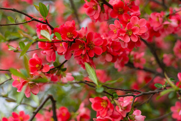 Bright red blossoms of flowering quince on delicate branches with fresh green leaves. Close-up of...