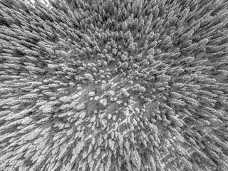 arial of forest in the winter